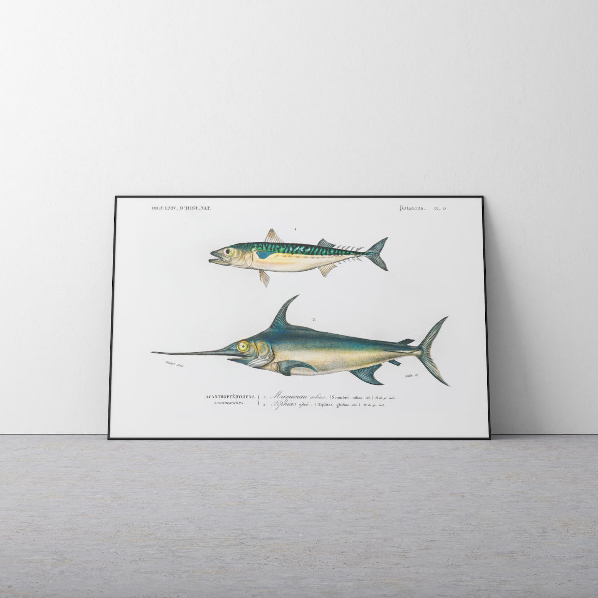 Types of Fishes