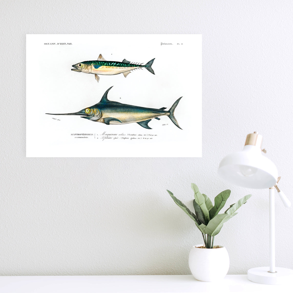 Types of Fishes
