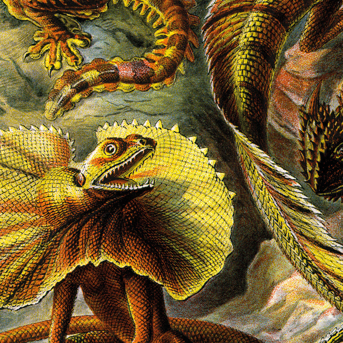 Lacertilia - Lizards