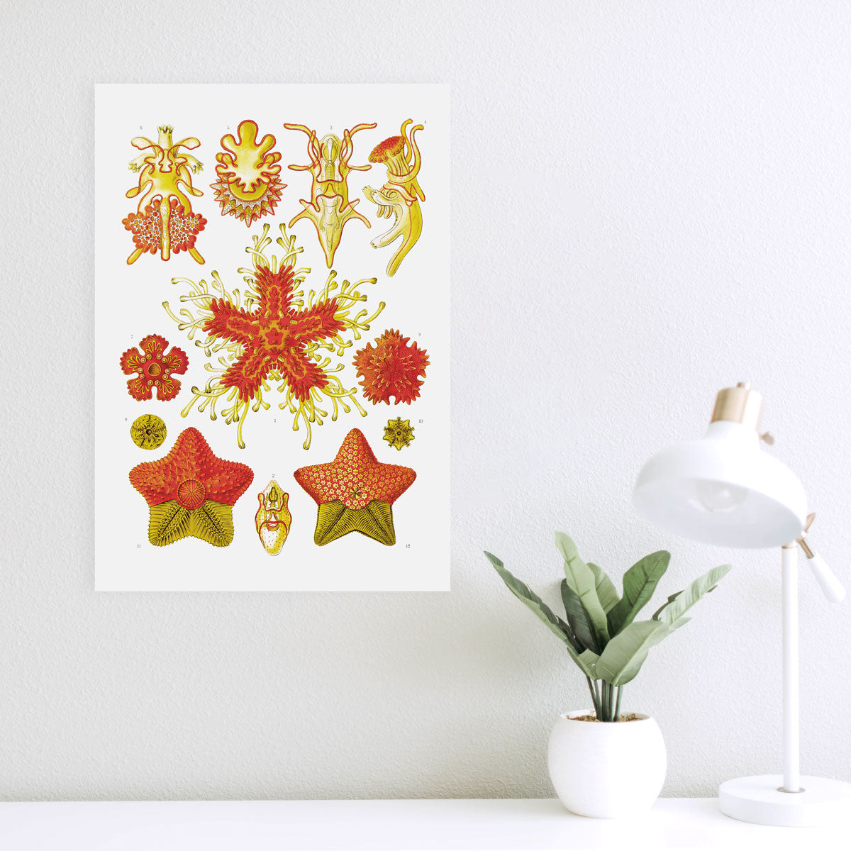 Asteridea - Starfish