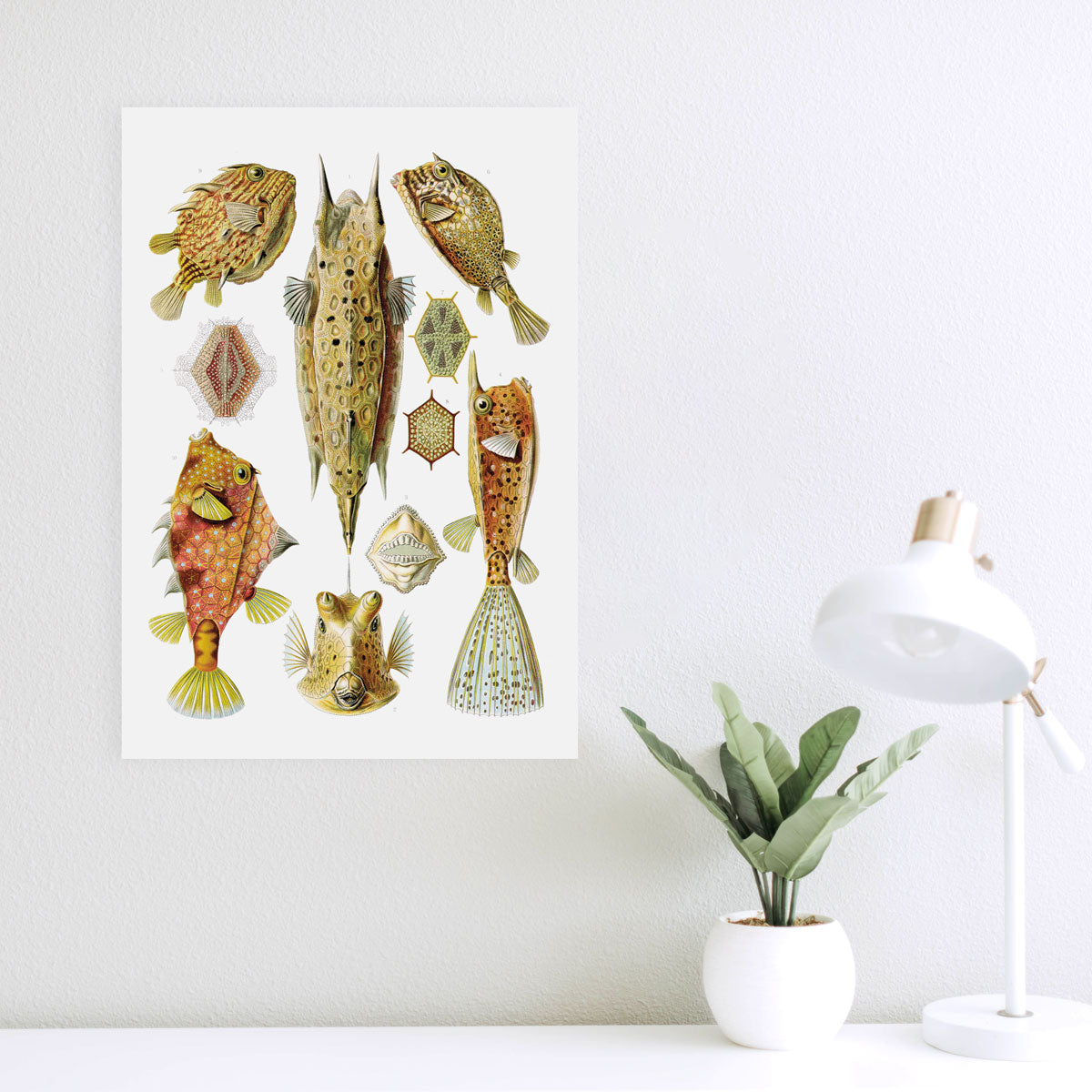 Ostraciidae - Fish