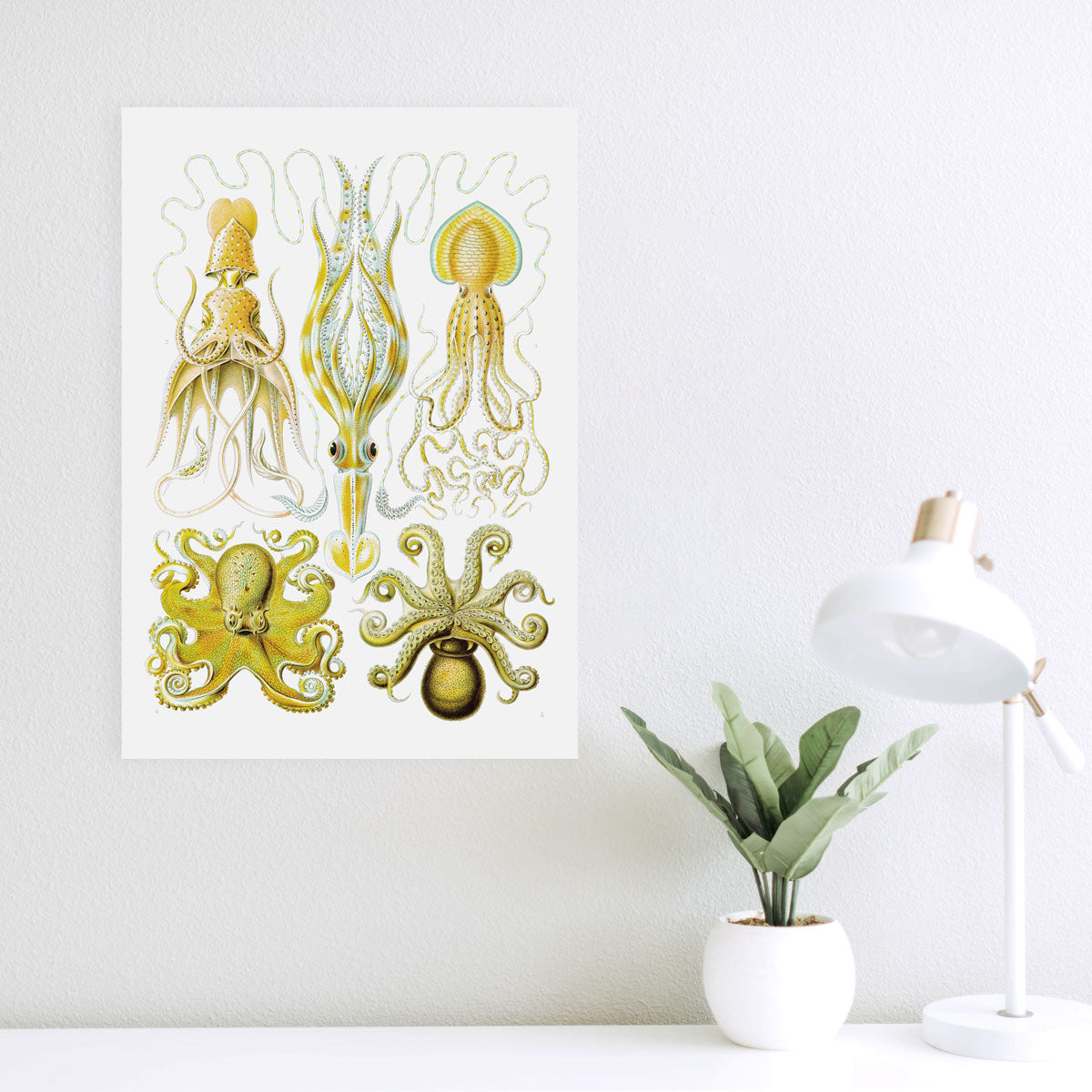 Gamochonia - Octopus
