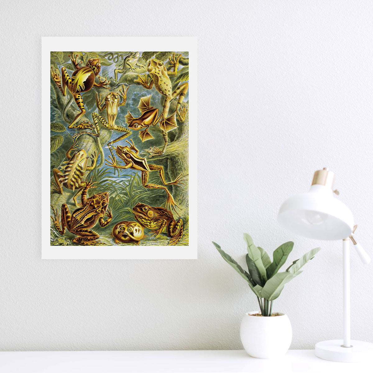 Batrachia - Frogs