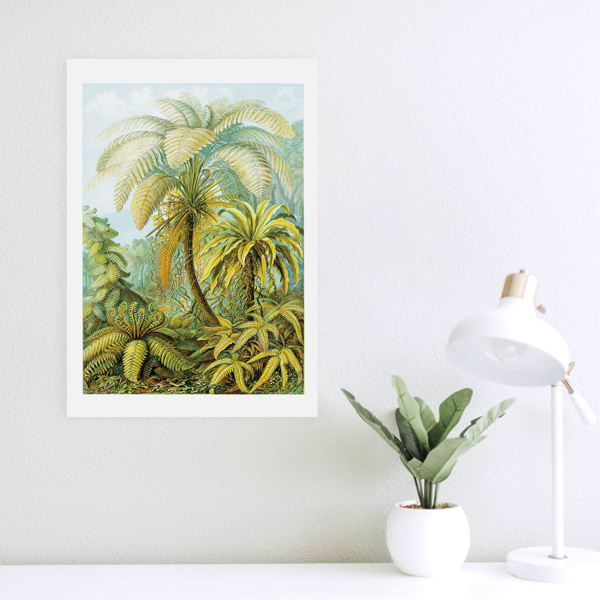 Filicinae - Fern