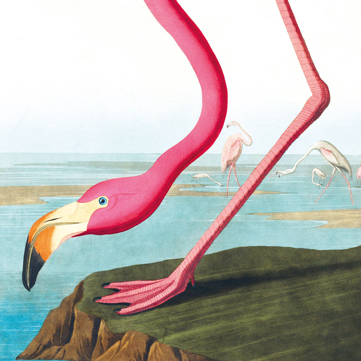 Amerikanischer Flamingo von Birds of America