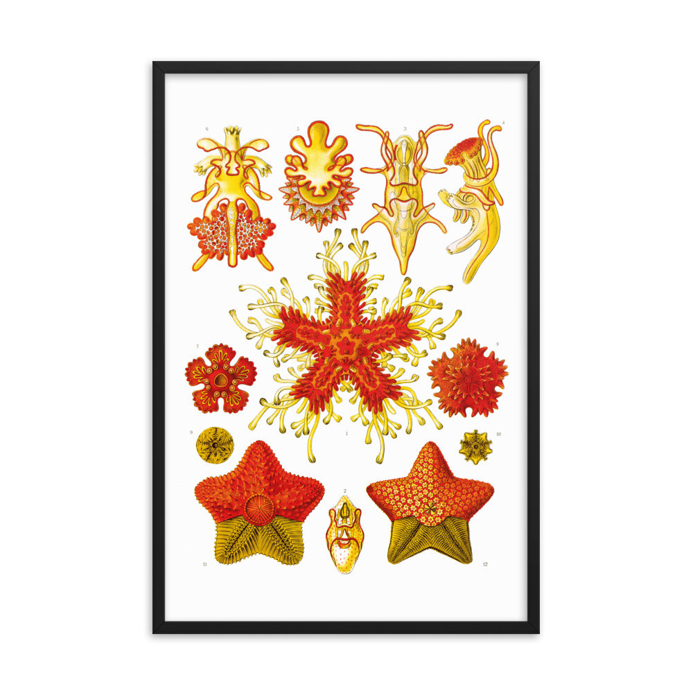 Asteridea - Starfish