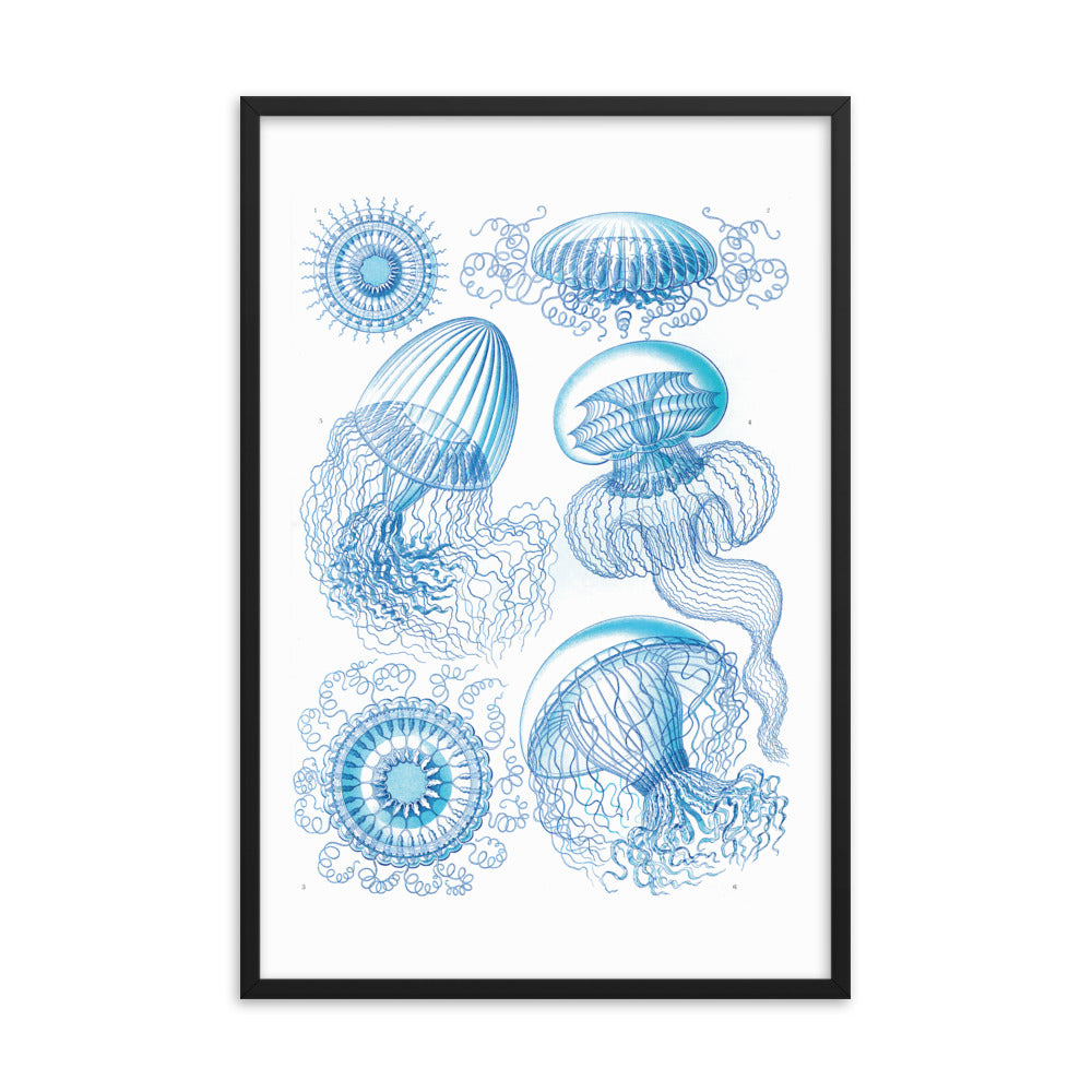 Leptomedusae - Jellyfish
