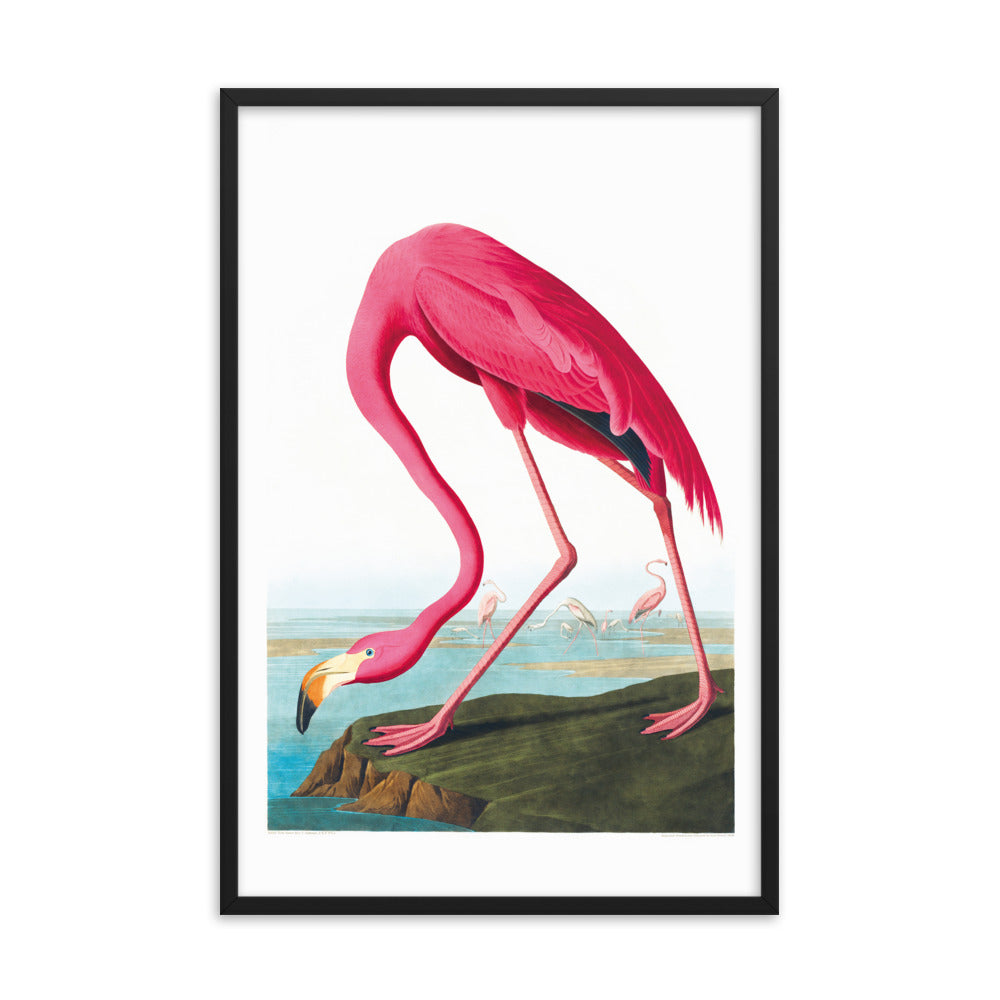 American Flamingo from Birds of America