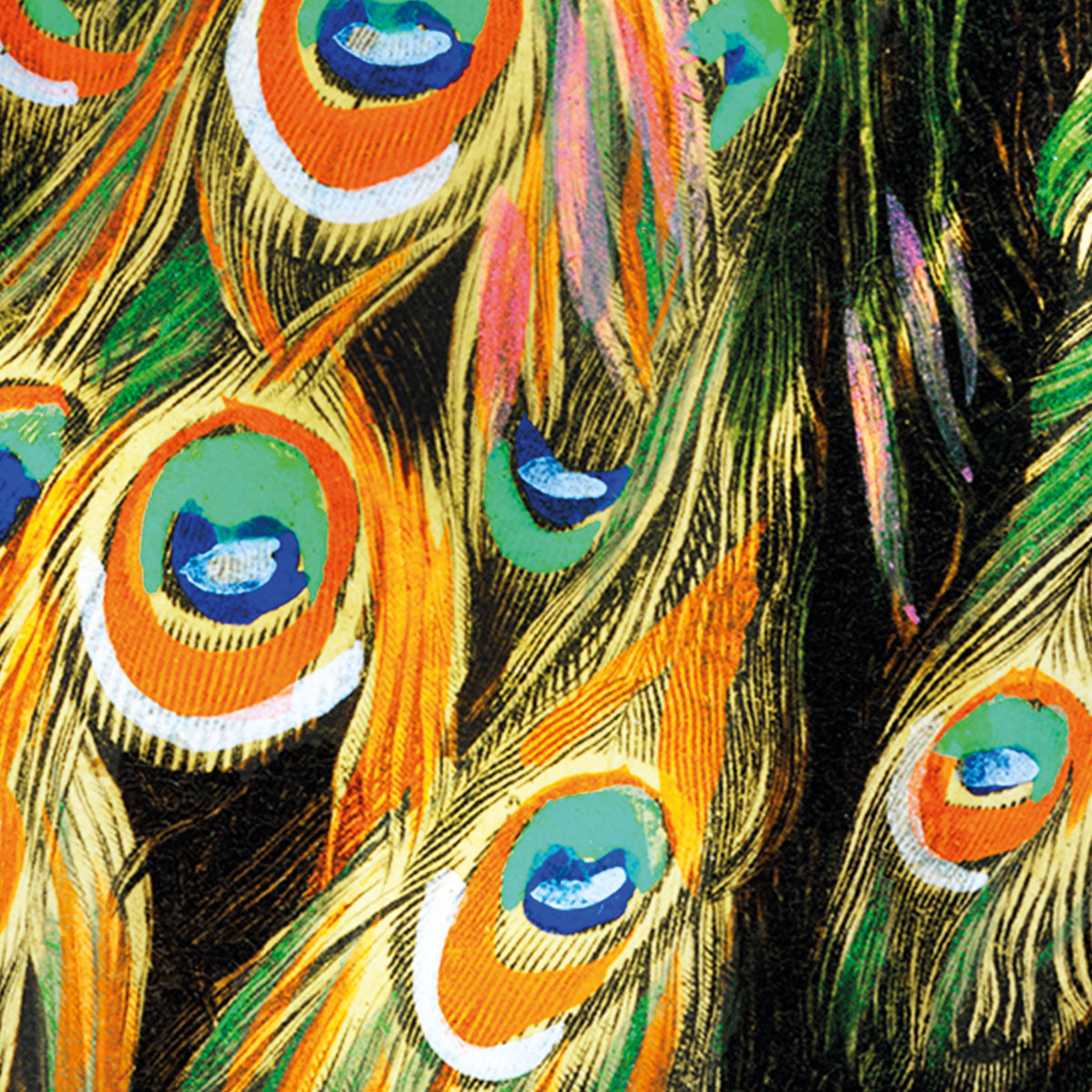 Indian peafowl - Pavo Cristatus 