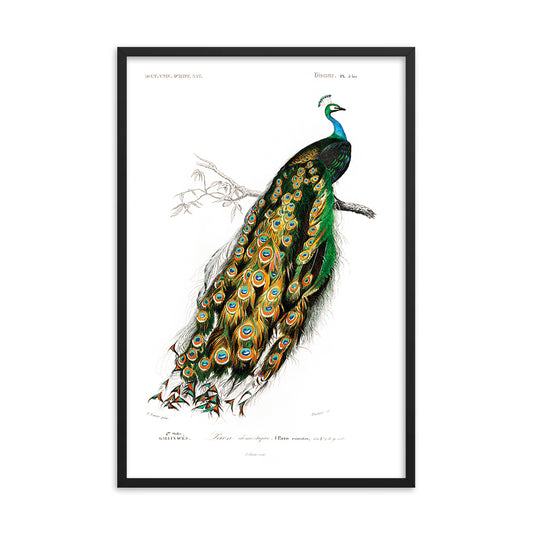 Indian peafowl - Pavo Cristatus 