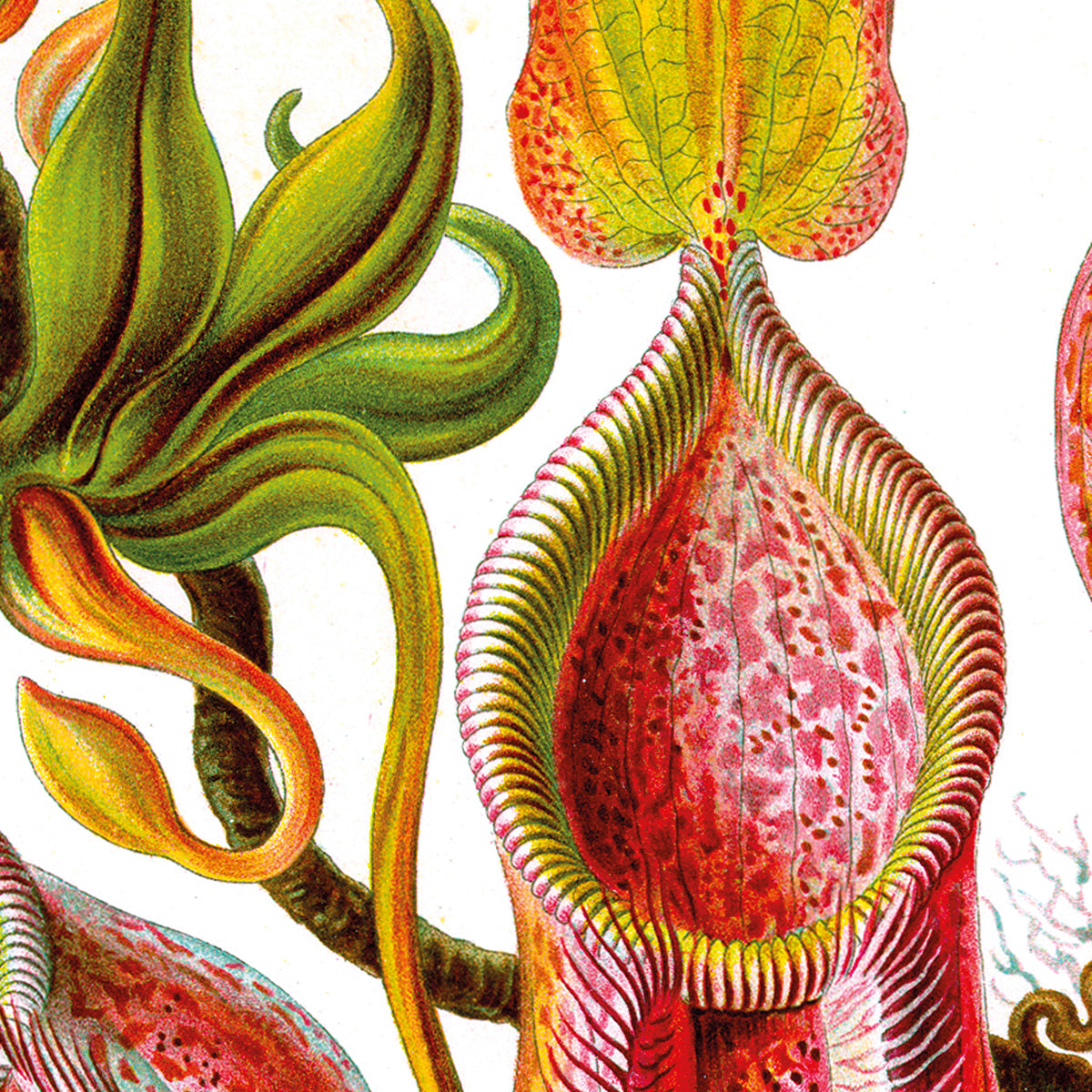 Nepenthaceae - Pitcher Plant