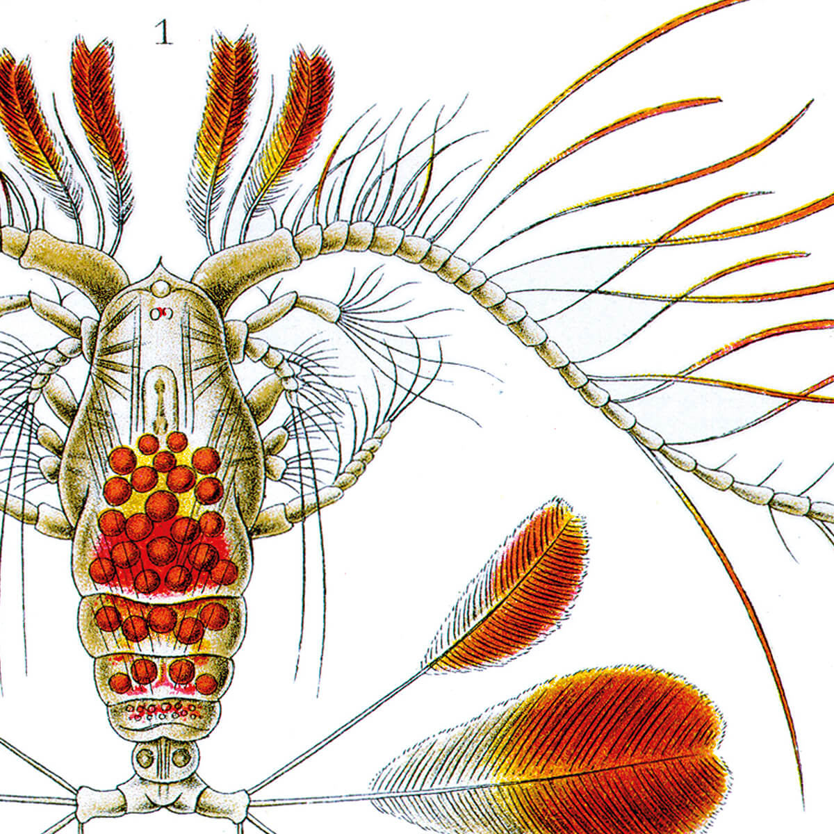 Copepoda - Calanus