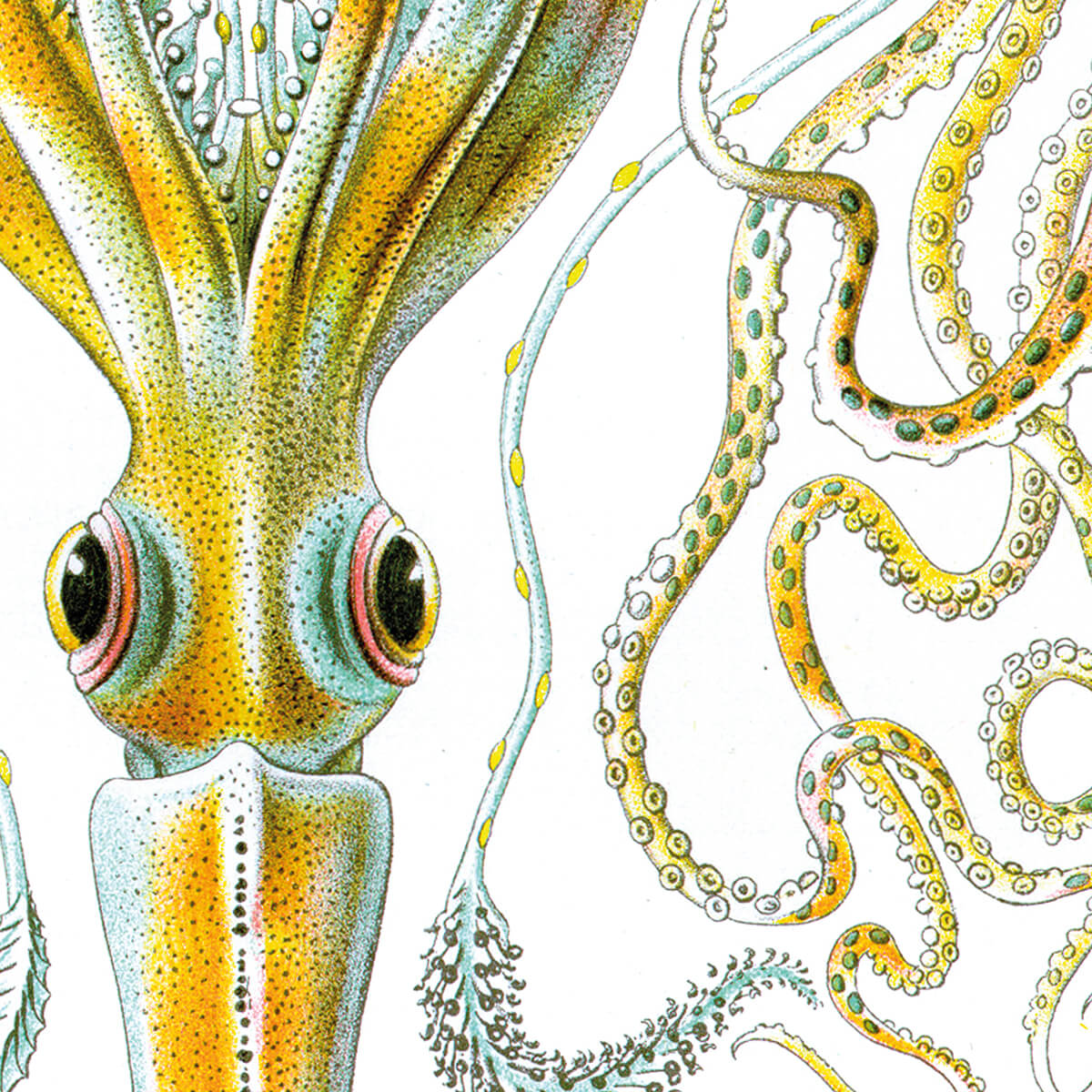 Gamochonia - Octopus