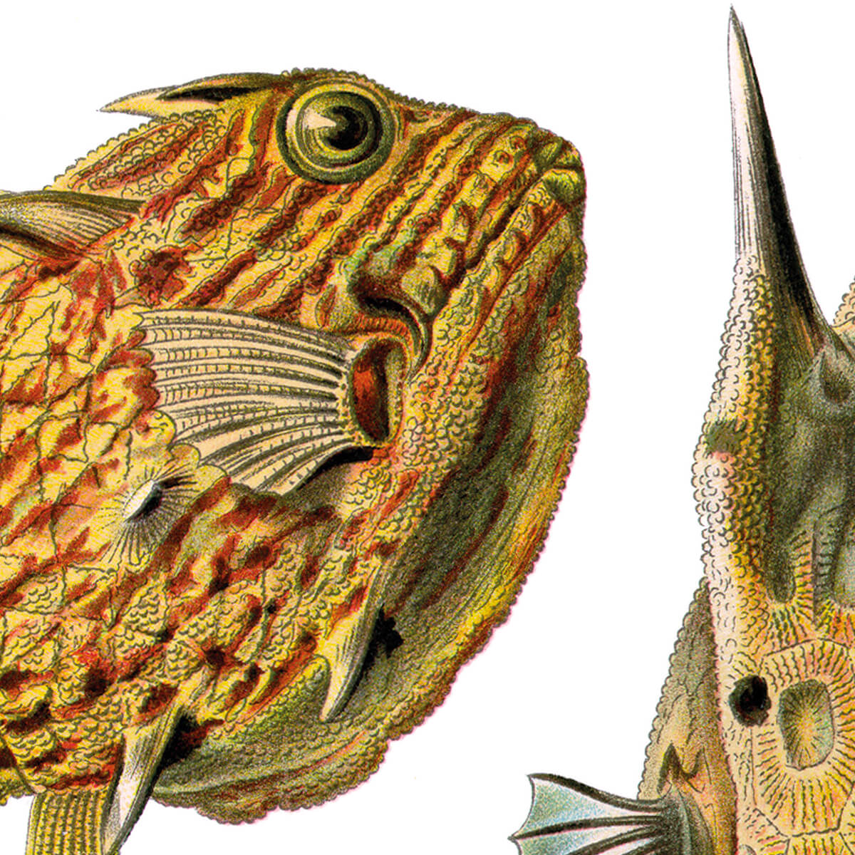 Ostraciidae - Fische